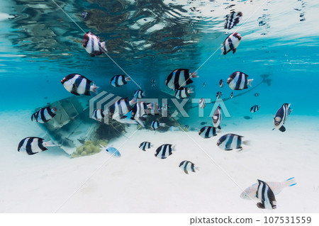 Tropical blue ocean with wreck on sandy bottom and school of fish, underwater in Mauritius Tropical blue ocean with wreck on sandy bottom and school of fish, underwater in Mauritius 107531559