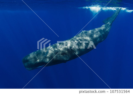 Sperm whales swims in the blue ocean 107531564