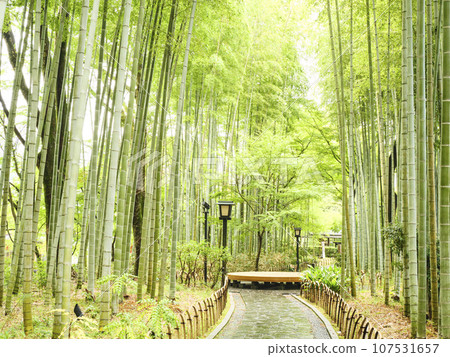 A mountain stream surrounded by greenery (Shuzenji) A mountain stream surrounded by greenery (Shuzenji) 107531657