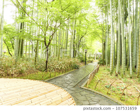 A mountain stream surrounded by greenery (Shuzenji) A mountain stream surrounded by greenery (Shuzenji) 107531659