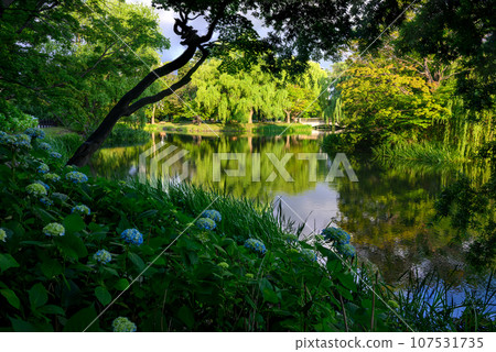 Hydrangea (Sapporo Nakajima Park)_7990-92 Hydrangea (Sapporo Nakajima Park)_7990-92 107531735