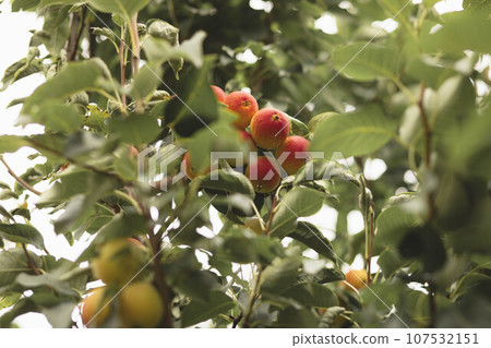 Nature's Abundance: Ripe Red and Green Apples Gracing Garden Branches 107532151