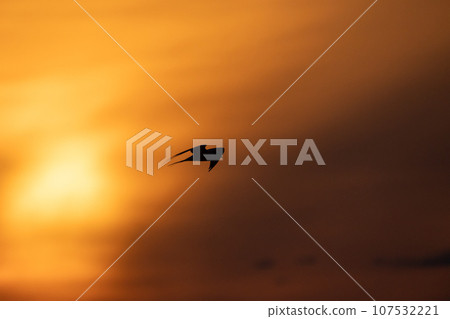 Silhouette photo of a bird flying under sunset sky. Sterna hirundo 107532221