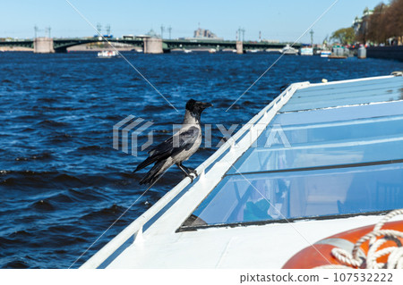 Hooded crow sitting on the boat roof Hooded crow sitting on the boat roof 107532222