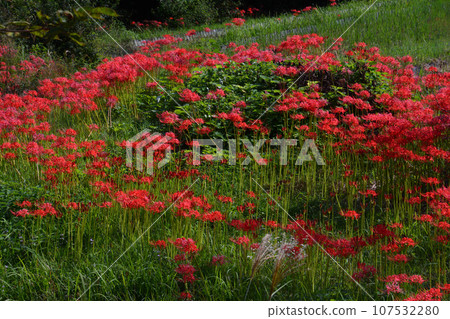 彼岸花19（香川縣高松市鹽江町） 107532280