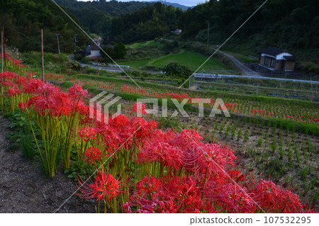 Higanbana 21 (Komino, Miki-cho, Kida-gun, Kagawa Prefecture) Higanbana 21 (Komino, Miki-cho, Kida-gun, Kagawa Prefecture) 107532295