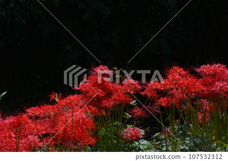 彼岸花29(香川縣贊岐市蒼田川部河) 彼岸花29(香川縣贊岐市蒼田川部河) 107532312