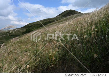 Miscanthus grass in Shiozuka Plateau 6 (Shingu-cho side, Shikokuchuo City, Ehime Prefecture) Miscanthus grass in Shiozuka Plateau 6 (Shingu-cho side, Shikokuchuo City, Ehime Prefecture) 107532351