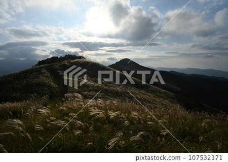 鹽塚高原的16株蒲葦（德島縣三好市山城町一側） 107532371