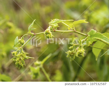 Female flowers of Cannagram blooming on the roadside Female flowers of Cannagram blooming on the roadside 107532587