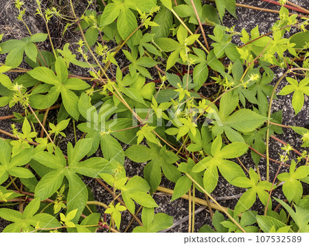 Female flowers of Cannagram blooming on the roadside Female flowers of Cannagram blooming on the roadside 107532589
