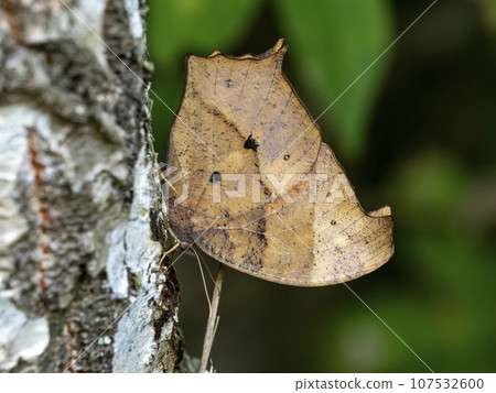Black-fronted macho sucking sap 107532600