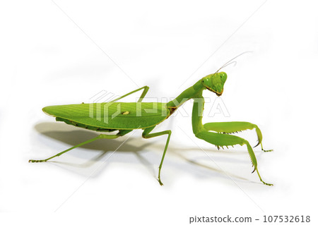 白色背景上的黃腹螳螂 107532618