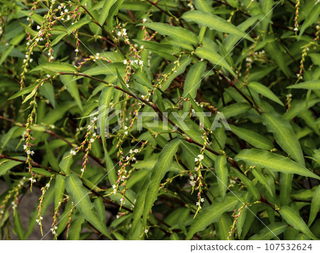 Willow knotweed flowers growing on the riverbank Willow knotweed flowers growing on the riverbank 107532624