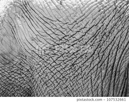 Dry elephant skin texture. Close-up view. Black and white photography. 107532661
