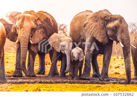 Elephant family at waterhole on sunny dry day in savanna. Etosha National Park, Namibia, Africa 107532662