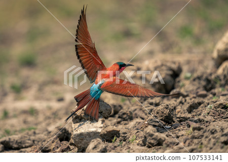 Southern carmine bee-eater takes off from rock 107533141