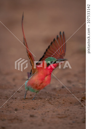 Southern carmine bee-eater takes off from sand 107533142