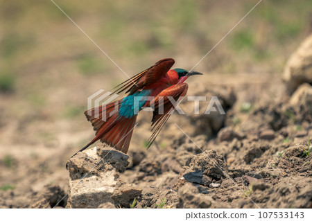 Southern carmine bee-eater takes off from stone Southern carmine bee-eater takes off from stone 107533143