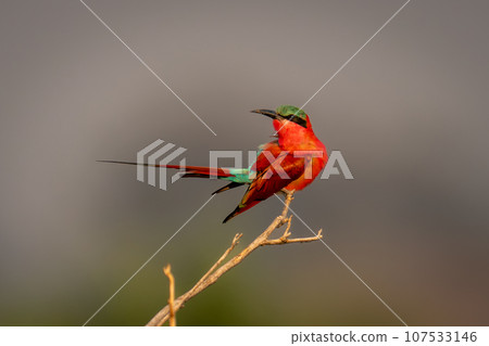 Southern carmine bee-eater turns head on twig 107533146