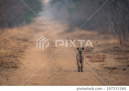 Spotted hyena stands on track facing camera Spotted hyena stands on track facing camera 107533160