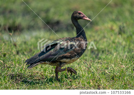 Spur-winged goose crosses sunlit grass lifting foot 107533166