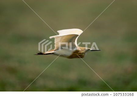 Squacco heron flies over grass in sunshine 107533168