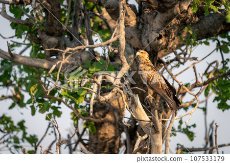 Tawny eagle on dead stump with catchlight 107533179