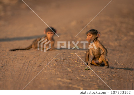 Two baby chacma baboons on sandy track Two baby chacma baboons on sandy track 107533192