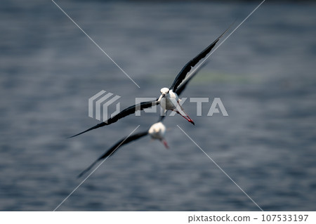 Two black-winged stilts cross river towards camera 107533197