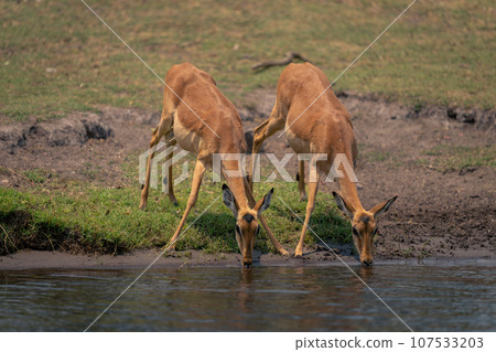 Two female common impala drink from river 107533203
