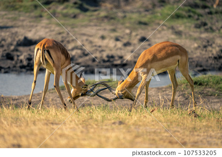 Two male common impalas fighting on riverbank 107533205