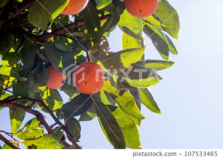 成熟的柿子果子長得茂密 成熟的柿子果子長得茂密 107533465