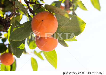 成熟的柿子果子長得茂密 107533466