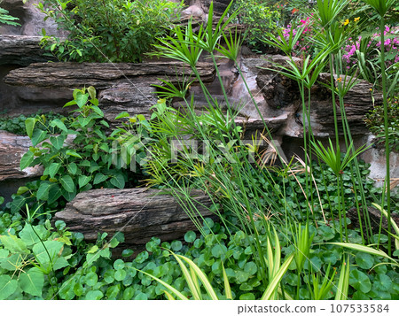 green plants in the garden green plants in the garden 107533584