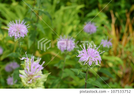 花園裡盛開的粉紅色莫納達花 107533752