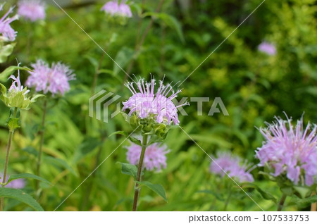 花園裡盛開的粉紅色莫納達花 107533753