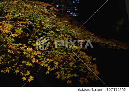 Tokyo sightseeing - autumn leaves illuminated Tokyo sightseeing - autumn leaves illuminated 107534232