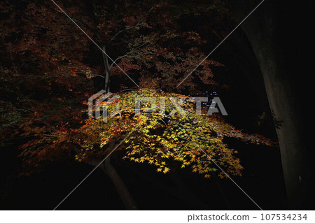 Tokyo sightseeing - autumn leaves illuminated Tokyo sightseeing - autumn leaves illuminated 107534234