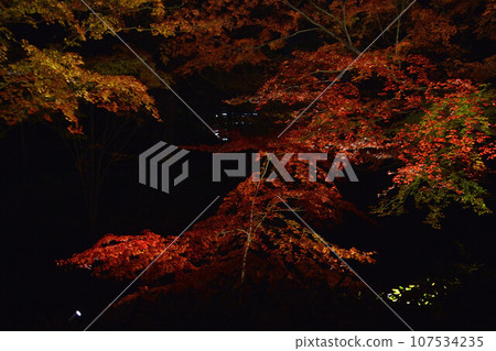 Tokyo sightseeing - autumn leaves illuminated Tokyo sightseeing - autumn leaves illuminated 107534235