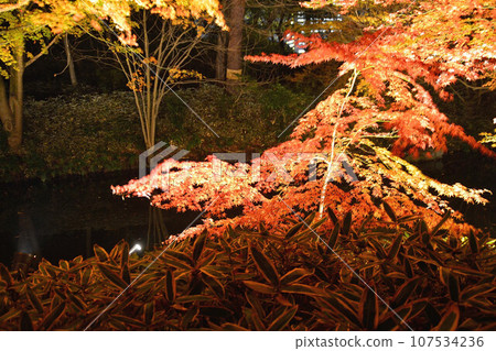 Tokyo sightseeing - autumn leaves illuminated Tokyo sightseeing - autumn leaves illuminated 107534236
