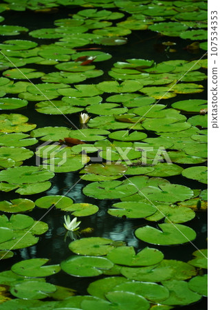 Lotus leaves floating on the water Lotus leaves floating on the water 107534353