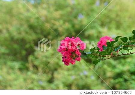 Red crape myrtle flower 107534663