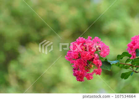 Red crape myrtle flower Red crape myrtle flower 107534664
