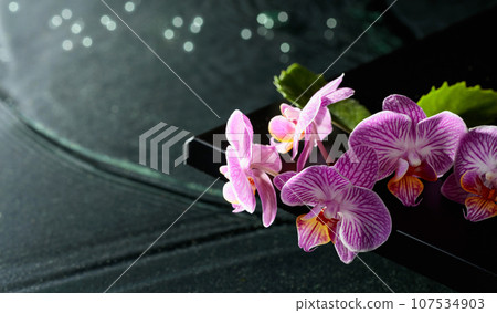 Beautiful purple orchid flowers on a blackboard. 107534903