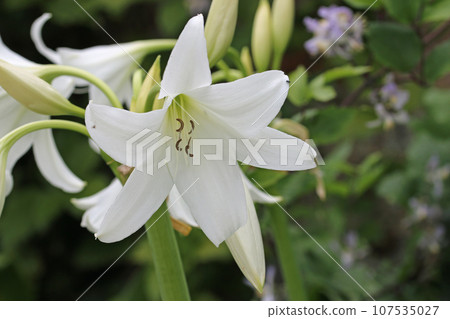 White powell hybrid swamp lily flower in close up - Stock Photo [107535027]  - PIXTA