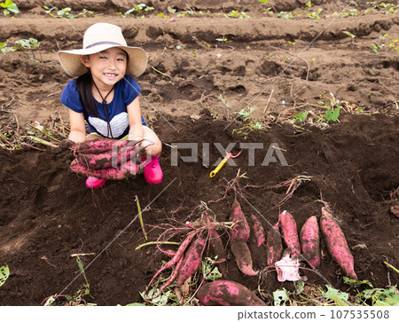 Children enjoying sweet potato digging Children enjoying sweet potato digging 107535508