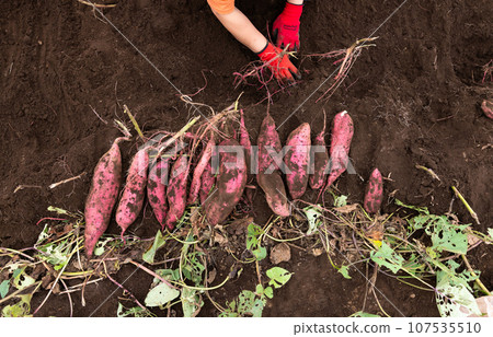 Enjoy sweet potato digging 107535510