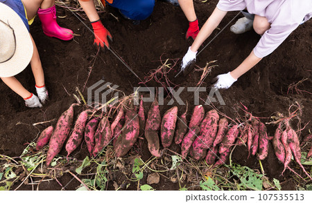 A family enjoying sweet potato digging 107535513