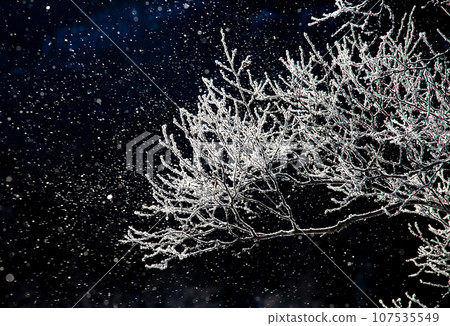 Hoarfrost crystals flying from sparkling hoarfrost branches 3 Hoarfrost crystals flying from sparkling hoarfrost branches 3 107535549